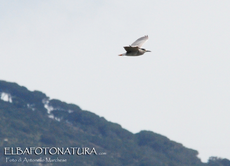 Nitticora in volo (Nycticorax nycticorax)